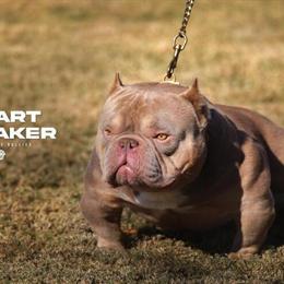 Micro Bully Stud Services - Heartbreaker in Mobile, Alabama in Pensacola, fl
