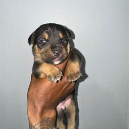 Bully Breed Mix with Belgian Malinois in Hempstead, ny