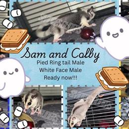 Bonded Pair of Sugar Gliders: Sam and Colby in Waldorf, md