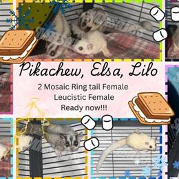 Bonded Trio of Female Sugar Gliders for Adoption in Waldorf, md