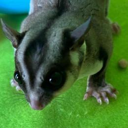 Male Sugar Glider T'Challa Available for Rehoming in Waldorf, md