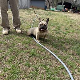 French Bulldog - 2 Years Old, Smart and Gentle in Lenoir, nc