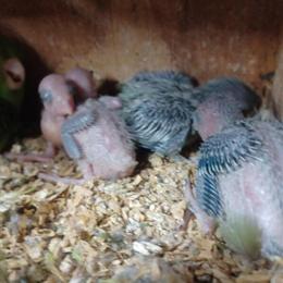 Baby Parrotlet Birds for Sale in Hialeah, fl