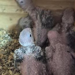 Baby Green Cheek Conures for Adoption in Hialeah, fl