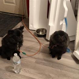 Bonded Male Pomeranian Puppies for Sale - Black in Macomb, mi