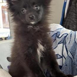 Pomeranian Teacup Size Male Puppies for Sale in Macomb, mi