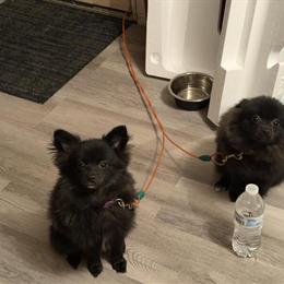 2 Male Black Pomeranian Brothers for $800 in Macomb, mi