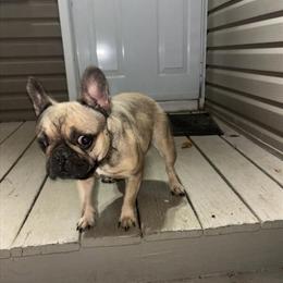 French Bulldogs for Sale - 2 Year Old Females in Harrison, nj