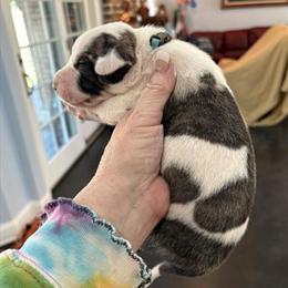 Great Dane Puppies Available - Ready to Go Home April 17 in Clanton, al