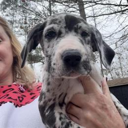 Great Dane Puppies Ready for New Homes in Clanton, al