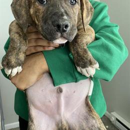 XL Bully Puppies - 3 Months Old with Shots in Cleveland, oh