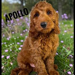 Goldendoodle Apollo - Ready for His Forever Home in Jacksonville, fl