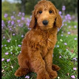 Goldendoodle Beau Ready for His Forever Home in Jacksonville, fl