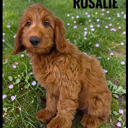 Goldendoodle Puppy Rosalie Ready for Adoption in Jacksonville, fl