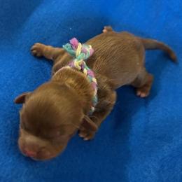 AKC Certified Shih Tzu Puppies Available in Grand Rapids in Alto, mi