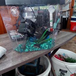 1 Gallon Desktop Aquarium with Fish for Pickup in Tiffin, oh