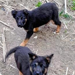 German Shepherd Puppies - Beautiful Litter Available in Spencer, in