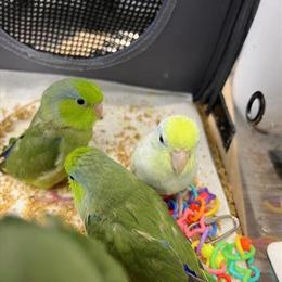 Hand-Fed Baby Parrotlets Available for Adoption in Totowa, nj