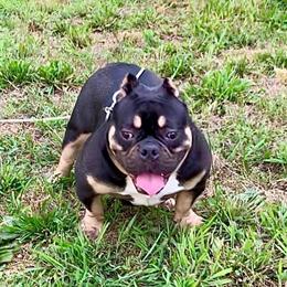 Female Bully Puppy Available in Farmville, va
