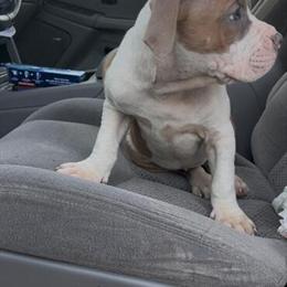 Bully Puppies Available - 2 Females Left in Atlanta, ga
