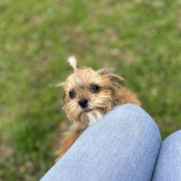 Teacup Yorkshire Terrier Girl for Sale in Richmond, va