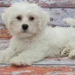 Maltipoo Female Puppy Available in New York, ny
