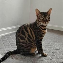 TICA Registered Kittens Coming Soon from Nova in Canfield, oh