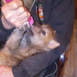 Wolfdog Puppies Ready for Loving Homes in Bloomfield, in