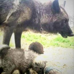 White Male Puppy Available in Bloomfield, in