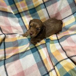 Miniature Dachshund Puppies Available - 1 Male and 1 Female in Beaverton, mi