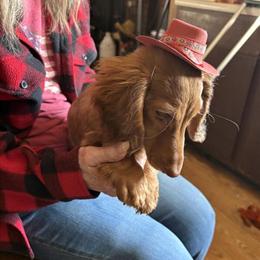 Red Dapple Male Miniature Dachshund, 4 Months Old in Beaverton, mi