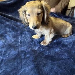AKC Male Long Hair Dachshund Puppy Available in Beaverton, mi