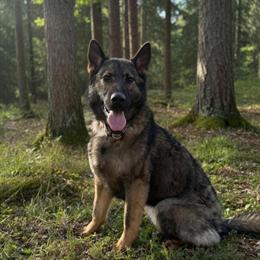 Sweet 1-Year-Old Female Dog with Imported Parents in Anna, il