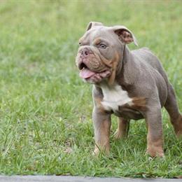 Lilac Tri English Bulldog Male Puppy for Sale in Sorrento, fl