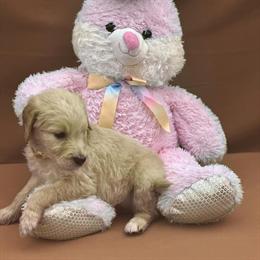 F1 Standard Goldendoodle Female from Champion Lineage in Kansas City, mo