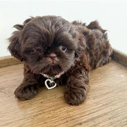 Male Shih Tzu Stud Service Available in Connersville, in
