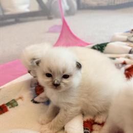 Ragdoll Kittens - 2 Males Available Now in Noblesville, in
