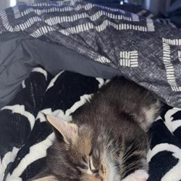Female Polydactyl Maine Coon Kitten Ready for New Home in Lake Orion, mi