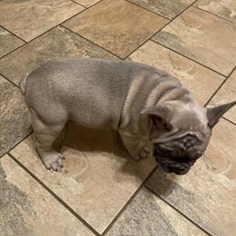 French Bulldog Puppy Available in Michigan in Dearborn Heights, mi