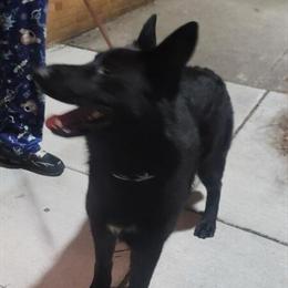 Rehoming Male German Shepherd Husky Mix - 10 Months Old in Baltimore, md