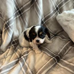 Cavalier Puppies Ready for New Homes in Bremen, in