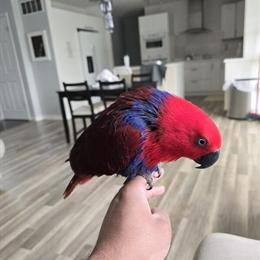 Female Eclectus Bird for Adoption in Monroe, oh