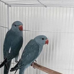Indian Ringneck Babies Ready for New Homes in Monroe, oh