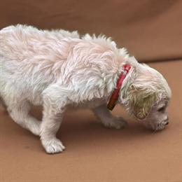 Male F1 Standard Goldendoodle from Champion Lineage in Kansas City, mo