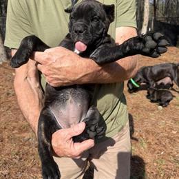 Cane Corso Puppies Ready March 21st in Greensboro, nc
