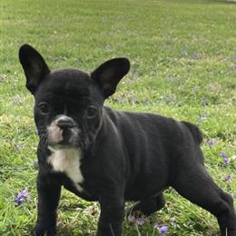 Female French Bulldogs Ready for New Homes in Seymour, in