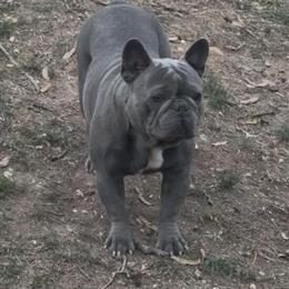 Stud Services for AKC Registered Male French Bulldog in Hyattsville, md
