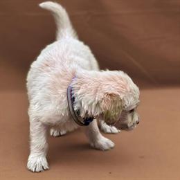 Female F1 Standard Goldendoodle from Champion Lineage in Kansas City, mo