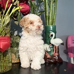 Toy Poodle Puppies Available in Hyattsville, md