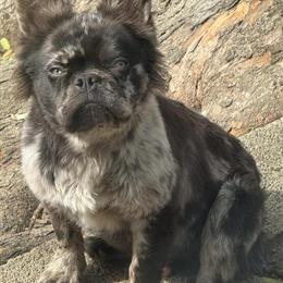 Stud Services for Merle French Bulldog in Hyattsville, md